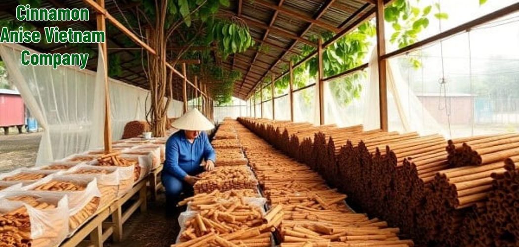 Cinnamon Anise Vietnam Company 1