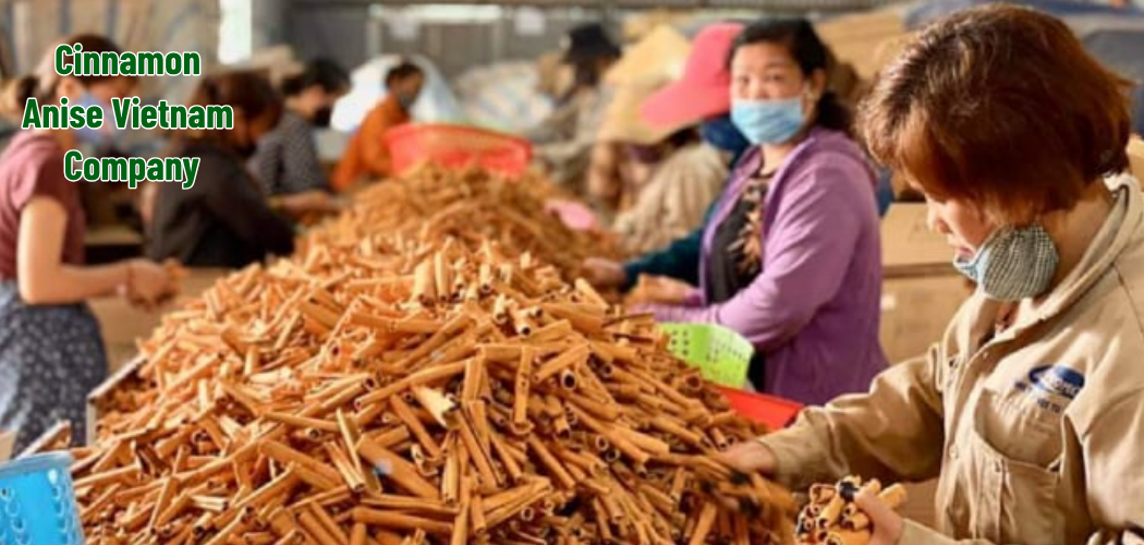 Cinnamon Anise Vietnam Company 1