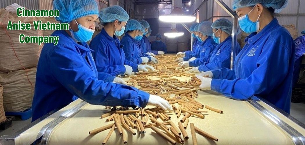 Cinnamon Anise Vietnam Company 2