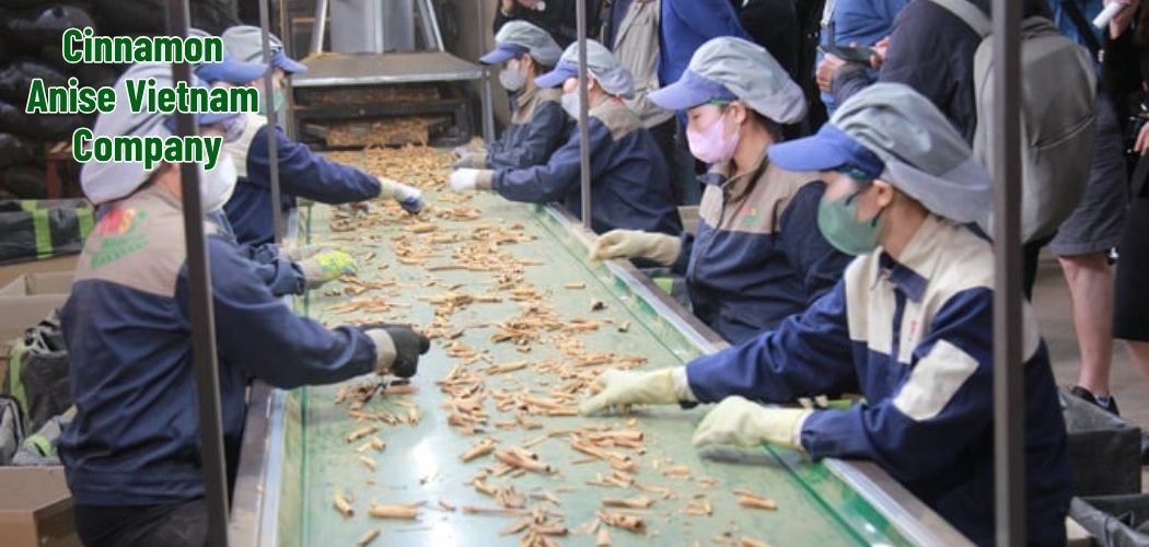 Cinnamon Anise Vietnam Company 3