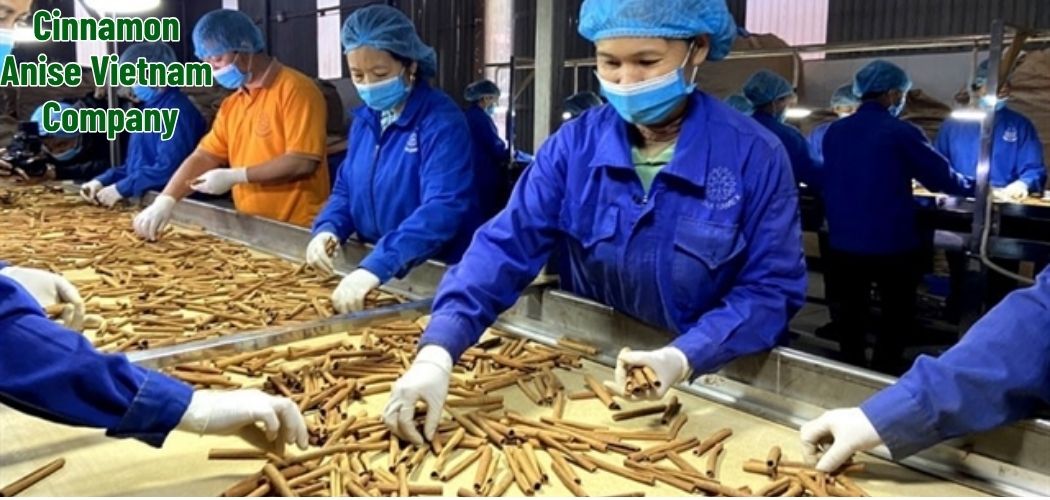 Cinnamon Anise Vietnam Company